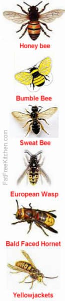 Honey Bee, Bumle Bee, Sweat Bee, European Wasp, Bald Faced Hornets, Yellowjackets