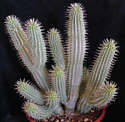 Hoodia Gordonii