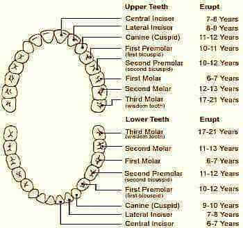 Permanent Teeth Chart
