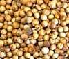 Coriander Seeds