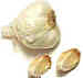 garlic clove